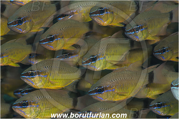 Ponta do Ouro, Mozambique, Indian ocean, Ostorhinchus fleurieu, Ostorhinchus, Apogonidae, Flower cardinalfish, Cardinalfish, Fish, Fish school