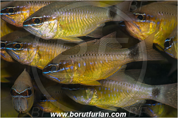 Ponta do Ouro, Mozambique, Indian ocean, Ostorhinchus fleurieu, Ostorhinchus, Apogonidae, Flower cardinalfish, Cardinalfish, Fish, Fish school