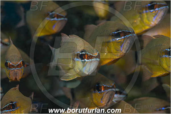 Ponta do Ouro, Mozambique, Indian ocean, Ostorhinchus fleurieu, Ostorhinchus, Apogonidae, Flower cardinalfish, Cardinalfish, Fish, Fish school