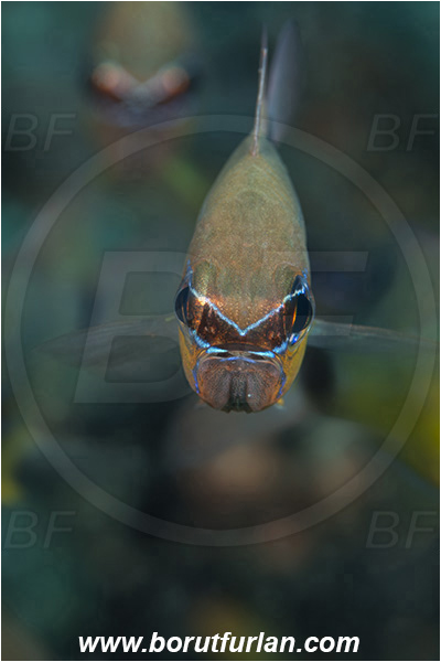 Ponta do Ouro, Mozambique, Indian ocean, Ostorhinchus fleurieu, Ostorhinchus, Apogonidae, Flower cardinalfish, Cardinalfish, Fish, Portrait