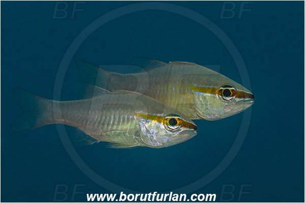 Ponta do Ouro, Mozambique, Indian ocean, Ostorhinchus apogonoides, Ostorhinchus, Apogonidae, Short-tooth Cardinalfish, Cardinalfish, Fish