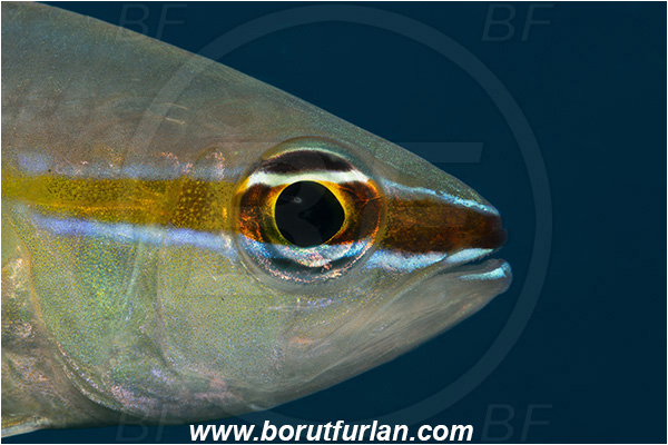 Ponta do Ouro, Mozambique, Indian ocean, Ostorhinchus apogonoides, Ostorhinchus, Apogonidae, Short-tooth Cardinalfish, Cardinalfish, Fish, Portrait