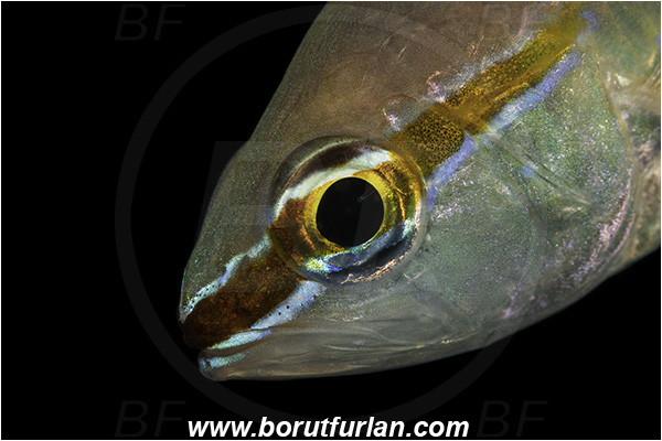 Ponta do Ouro, Mozambique, Indian ocean, Ostorhinchus apogonoides, Ostorhinchus, Apogonidae, Short-tooth Cardinalfish, Cardinalfish, Fish, Portrait