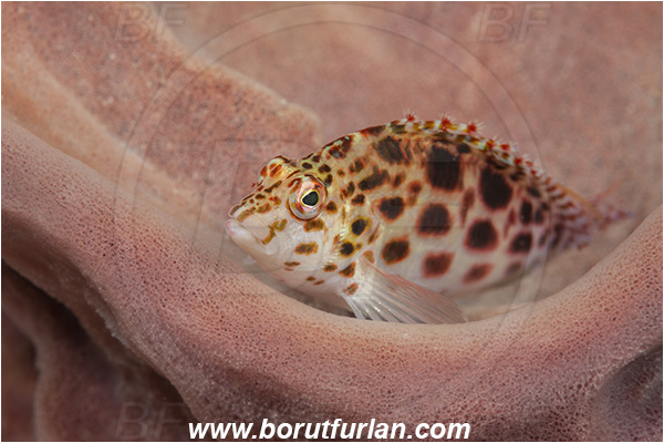 Ponta do Ouro, Mozambique, Indian ocean, Cirrhitichthys oxycephalus, Cirrhitichthys, Cirrhitidae, Coral hawkfish, Hawkfish, Fish