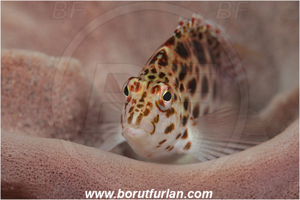 Ponta do Ouro, Mozambique, Indian ocean, Cirrhitichthys oxycephalus, Cirrhitichthys, Cirrhitidae, Coral hawkfish, Hawkfish, Fish, Portrait