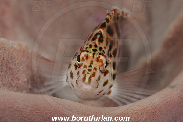 Ponta do Ouro, Mozambique, Indian ocean, Cirrhitichthys oxycephalus, Cirrhitichthys, Cirrhitidae, Coral hawkfish, Hawkfish, Fish, Portrait