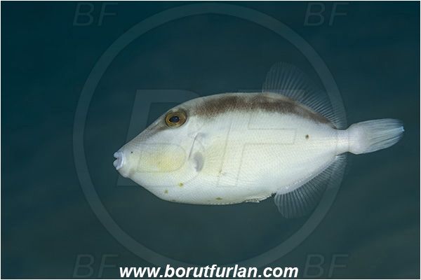 Ponta do Ouro, Mozambique, Indian ocean, Abalistes stellaris, Abalistes, Balistidae, Starry triggerfish, Triggerfish, Fish, Juvenile