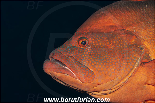 Ponta do Ouro, Mozambique, Indian ocean, Cephalopholis sonnerati, Cephalopholis, Serranidae, Tomato hind, Tomato grouper, Grouper, Fish, Portrait