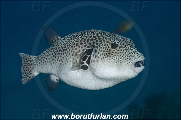 Ponta do Ouro, Mozambique, Indian ocean, Arothron stellatus, Arothron, Tetraodontidae, Stellate puffer, Puffer, Fish