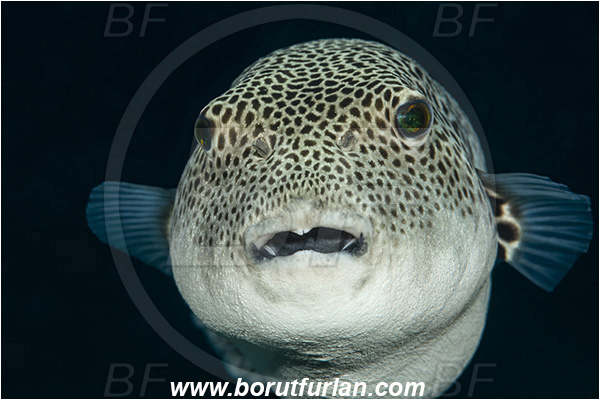 Ponta do Ouro, Mozambique, Indian ocean, Arothron stellatus, Arothron, Tetraodontidae, Stellate puffer, Puffer, Fish, Portrait