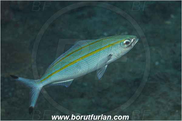 Ponta do Ouro, Mozambique, Indian ocean, Pterocaesio marri, Pterocaesio, Caesionidae, Marr