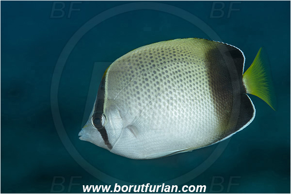 Ponta do Ouro, Mozambique, Indian ocean, Chaetodon dolosus, Chaetodon, Chaetodontidae, African Butterflyfish, Butterflyfish, Fish
