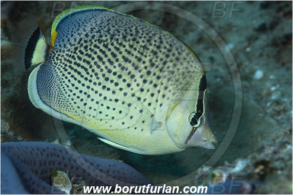 Ponta do Ouro, Mozambique, Indian ocean, Chaetodon guttatissimus, Chaetodon, Chaetodontidae, Peppered Butterflyfish, Butterflyfish, Fish
