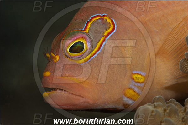 Ponta do Ouro, Mozambique, Indian ocean, Paracirrhites arcatus, Paracirrhites, Cirrhitidae, Horseshoe hawkfish, Hawkfish, Fish, Portrait