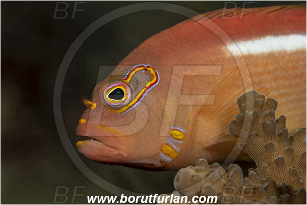 Ponta do Ouro, Mozambique, Indian ocean, Paracirrhites arcatus, Paracirrhites, Cirrhitidae, Horseshoe hawkfish, Hawkfish, Fish, Portrait