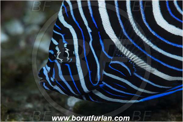 Ponta do Ouro, Mozambique, Indian ocean, Pomacanthus imperator, Pomacanthus, Pomacanthidae, Emperor Angelfish, Angelfish, Fish, Juvenile, Portrait