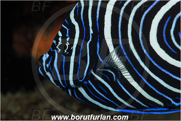 Ponta do Ouro, Mozambique, Indian ocean, Pomacanthus imperator, Pomacanthus, Pomacanthidae, Emperor Angelfish, Angelfish, Fish, Juvenile, Portrait