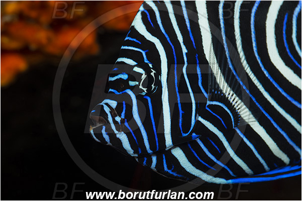 Ponta do Ouro, Mozambique, Indian ocean, Pomacanthus imperator, Pomacanthus, Pomacanthidae, Emperor Angelfish, Angelfish, Fish, Juvenile, Portrait