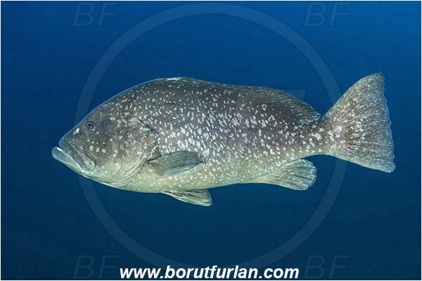 Ponta do Ouro, Mozambique, Indian ocean, Epinephelus flavocaeruleus, Epinephelus, Serranidae, Blue-and yellow Grouper, Grouper, Fish