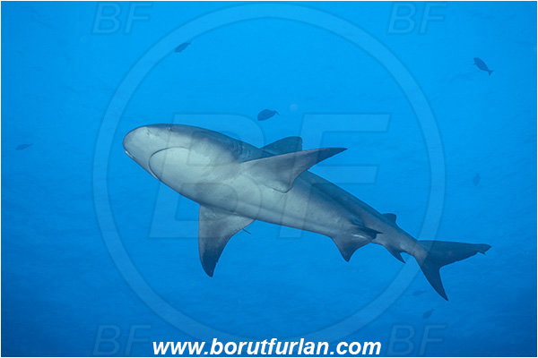 Ponta do Ouro, Mozambique, Indian ocean, Carcharhinus leucas, Carcharhinus, Carcharhinidae, Elasmobranchii, Bull Shark, Shark, Fish