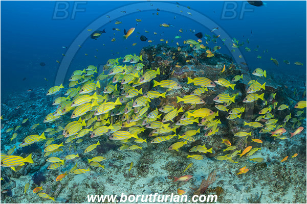 Ponta do Ouro, Mozambique, Indian ocean, Lutjanus kasmira, Lutjanus, Lutjanidae, Bluestripe snapper, Snapper, Fish, Fish school, Reef