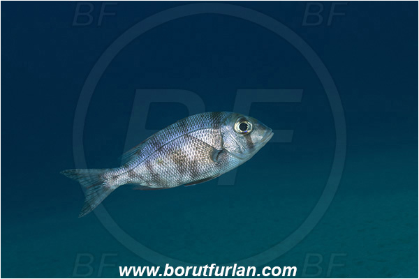 Ponta do Ouro, Mozambique, Indian ocean, Gymnocranius grandoculis, Gymnocranius, Lethrinidae, Blue-lined Barenose, Blue-lined Large-eye Bream, Emperor, Fish