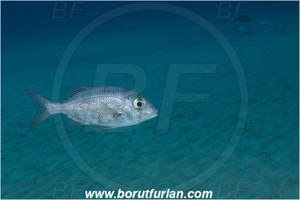 Ponta do Ouro, Mozambique, Indian ocean, Gymnocranius grandoculis, Gymnocranius, Lethrinidae, Blue-lined Barenose, Blue-lined Large-eye Bream, Emperor, Fish