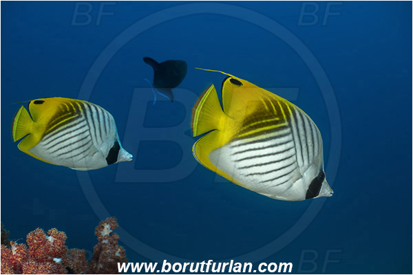 Ponta do Ouro, Mozambique, Indian ocean, Chaetodon auriga, Chaetodon, Chaetodontidae, Threadfin Butterflyfish, Butterflyfish, Fish