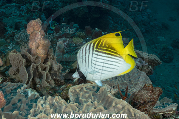 Ponta do Ouro, Mozambique, Indian ocean, Chaetodon auriga, Chaetodon, Chaetodontidae, Threadfin Butterflyfish, Butterflyfish, Fish