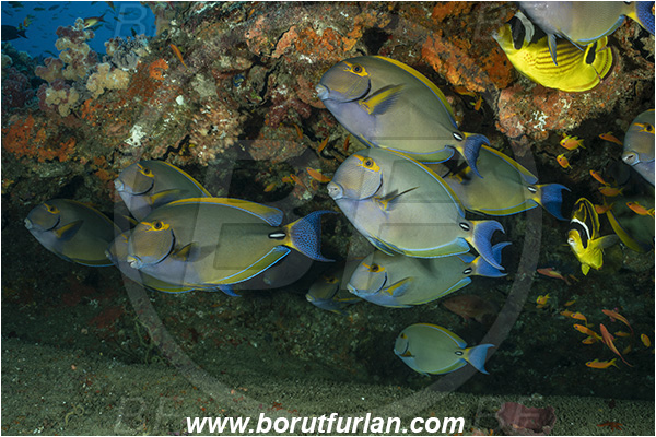 Ponta do Ouro, Mozambique, Indian ocean, Acanthurus xanthopterus, Acanthurus, Acanthuridae, Yellowfin Surgeonfish, Surgeonfish, Fish, Fish school, Reef