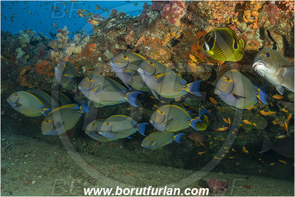 Ponta do Ouro, Mozambique, Indian ocean, Acanthurus xanthopterus, Acanthurus, Acanthuridae, Yellowfin Surgeonfish, Surgeonfish, Fish, Fish school, Reef