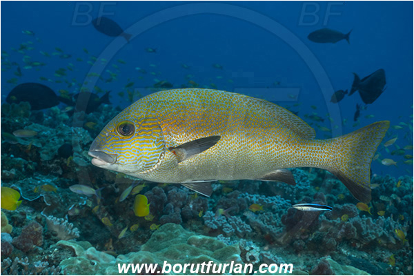 Ponta do Ouro, Mozambique, Indian ocean, Reef, Plectorhinchus flavomaculatus, Plectorhinchus, Haemulidae, Goldspotted sweetlips, Sweetlips, Fish, Labroides dimidiatus, Labroides, Labridae, Cleaner Wrasse, Wrasse, Cleaning