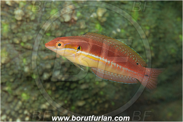 Ponta do Ouro, Mozambique, Indian ocean, Coris caudimacula, Coris, Labridae, Spottail coris, Wrasse, Fish
