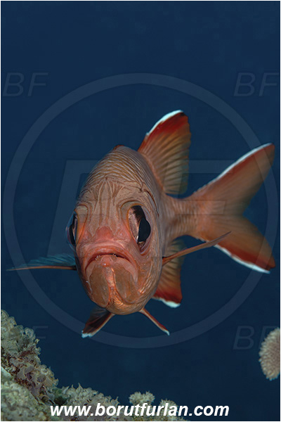 Ponta do Ouro, Mozambique, Indian ocean, Myripristis murdjan, Myripristis, Holocentridae, Blotcheye Soldierfish, Pinecone soldierfish, Soldierfish, Fish, Portrait