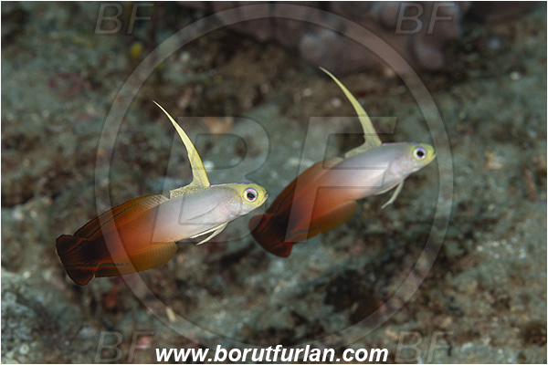 Ponta do Ouro, Mozambique, Indian ocean, Nemateleotris magnifica, Nemateleotris, Microdesmidae, Red Fire Goby, Fire Goby, Fish