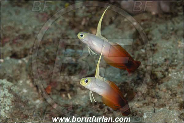 Ponta do Ouro, Mozambique, Indian ocean, Nemateleotris magnifica, Nemateleotris, Microdesmidae, Red Fire Goby, Fire Goby, Fish