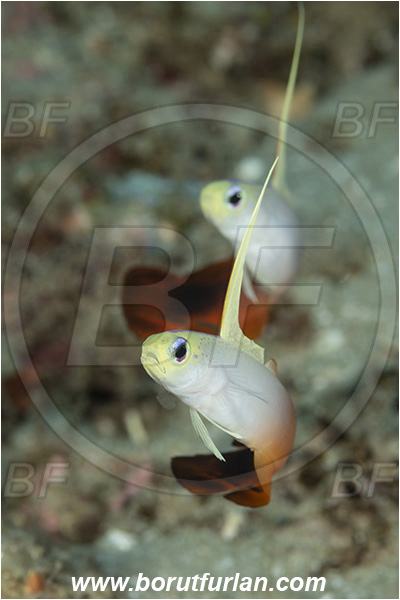 Ponta do Ouro, Mozambique, Indian ocean, Nemateleotris magnifica, Nemateleotris, Microdesmidae, Red Fire Goby, Fire Goby, Fish