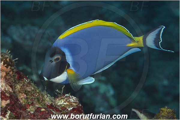 Ponta do Ouro, Mozambique, Indian ocean, Acanthurus leucosternon, Acanthurus, Acanthuridae, Yellowfin Surgeonfish, Surgeonfish, Fish