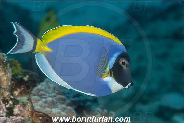 Ponta do Ouro, Mozambique, Indian ocean, Acanthurus leucosternon, Acanthurus, Acanthuridae, Yellowfin Surgeonfish, Surgeonfish, Fish