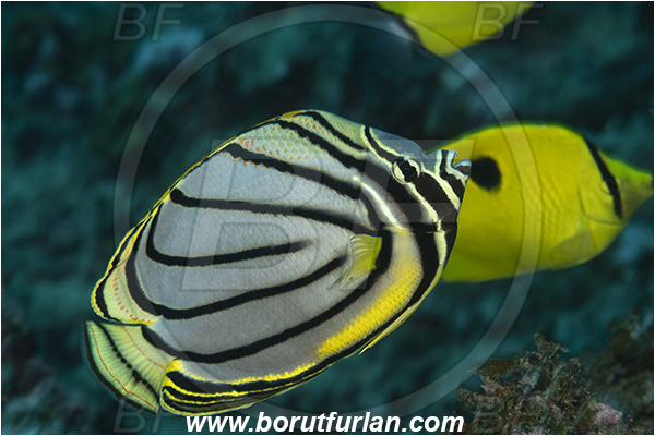 Ponta do Ouro, Mozambique, Indian ocean, Chaetodon meyeri, Chaetodon, Chaetodontidae, Scrawled Butterflyfish, Meyer
