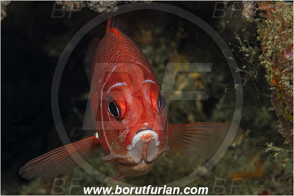Ponta do Ouro, Mozambique, Indian ocean, Sargocentron caudimaculatum, Sargocentron, Holocentridae, Silverspot squirrelfish, Squirrelfish, Fish