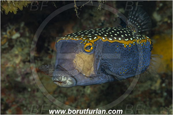 Ponta do Ouro, Mozambique, Indian ocean, Ostracion meleagris, Ostracion, Ostraciidae, Spotted Boxfish, Boxfish, Fish, Male