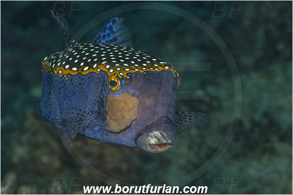 Ponta do Ouro, Mozambique, Indian ocean, Ostracion meleagris, Ostracion, Ostraciidae, Spotted Boxfish, Boxfish, Fish, Male