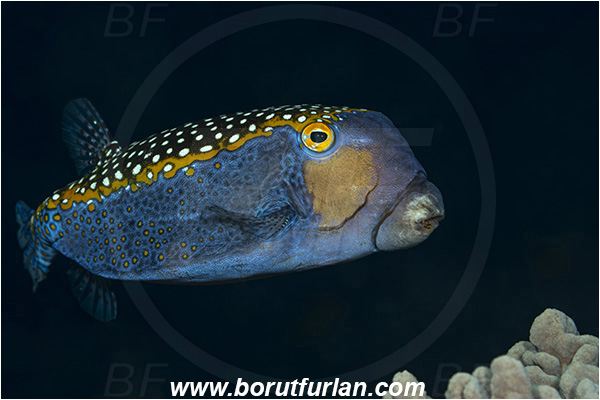 Ponta do Ouro, Mozambique, Indian ocean, Ostracion meleagris, Ostracion, Ostraciidae, Spotted Boxfish, Boxfish, Fish, Male