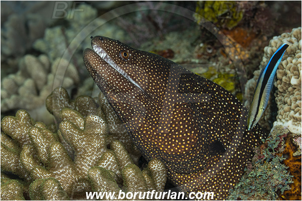 Ponta do Ouro, Mozambique, Indian ocean, Gymnothorax meleagris, Gymnothorax, Muraenidae, White-mouth Moray, Moray, Fish, Portrait, Labroides dimidiatus, Labroides, Labridae, Cleaner Wrasse, Wrasse, Cleaning