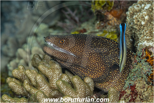 Ponta do Ouro, Mozambique, Indian ocean, Gymnothorax meleagris, Gymnothorax, Muraenidae, White-mouth Moray, Moray, Fish, Portrait, Labroides dimidiatus, Labroides, Labridae, Cleaner Wrasse, Wrasse, Cleaning
