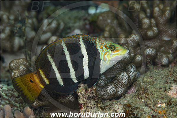 Ponta do Ouro, Mozambique, Indian ocean, Hemigymnus fasciatus, Hemigymnus, Labridae, Barred thicklip wrasse, Wrasse, Fish