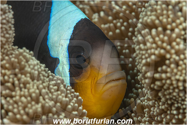 Ponta do Ouro, Mozambique, Indian ocean, Amphiprion allardi, Amphiprion, Pomacentridae, Allard