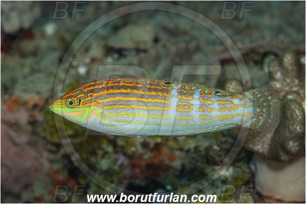 Ponta do Ouro, Mozambique, Indian ocean, Halichoeres cosmetus, Halichoeres, Labridae, Adorned wrasse, Wrasse, Fish