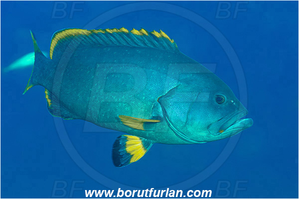 Ponta do Ouro, Mozambique, Indian ocean, Epinephelus flavocaeruleus, Epinephelus, Serranidae, Blue-and yellow Grouper, Grouper, Fish, Juvenile